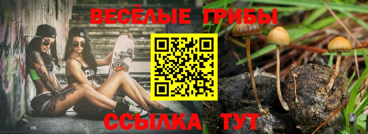 Галлюциногенные грибы Cubensis  как найти закладки  Псилоцибиновые грибы мухоморы  Новоалтайск  Вход с VPN 